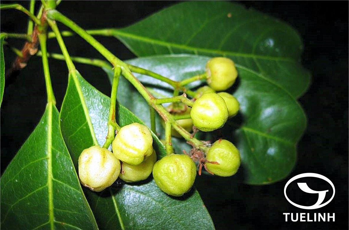 cronychia pedunculata (L.) Miq. – Acronychia resinosa (Lour.) Forst. ex Crevost & Lemari 1