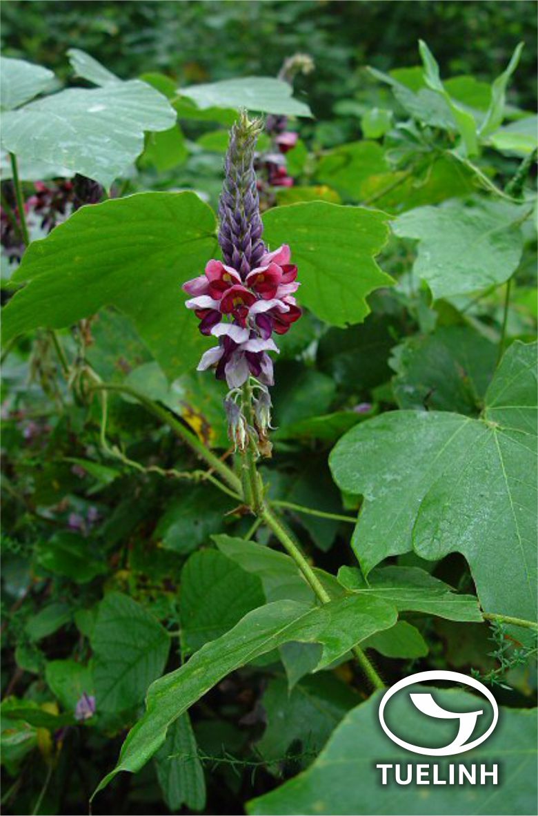 Pueraria montana var. chinensis (Ohwi) Sanjappa & Pradeep 1