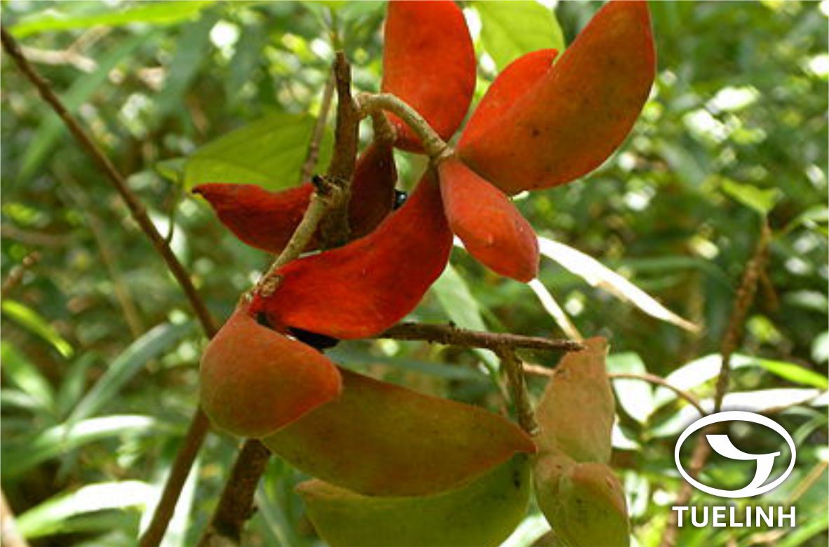 Sterculia hymenocalyx K. Schum. 1 Sterculia hymenocalyx K. Schum. 1