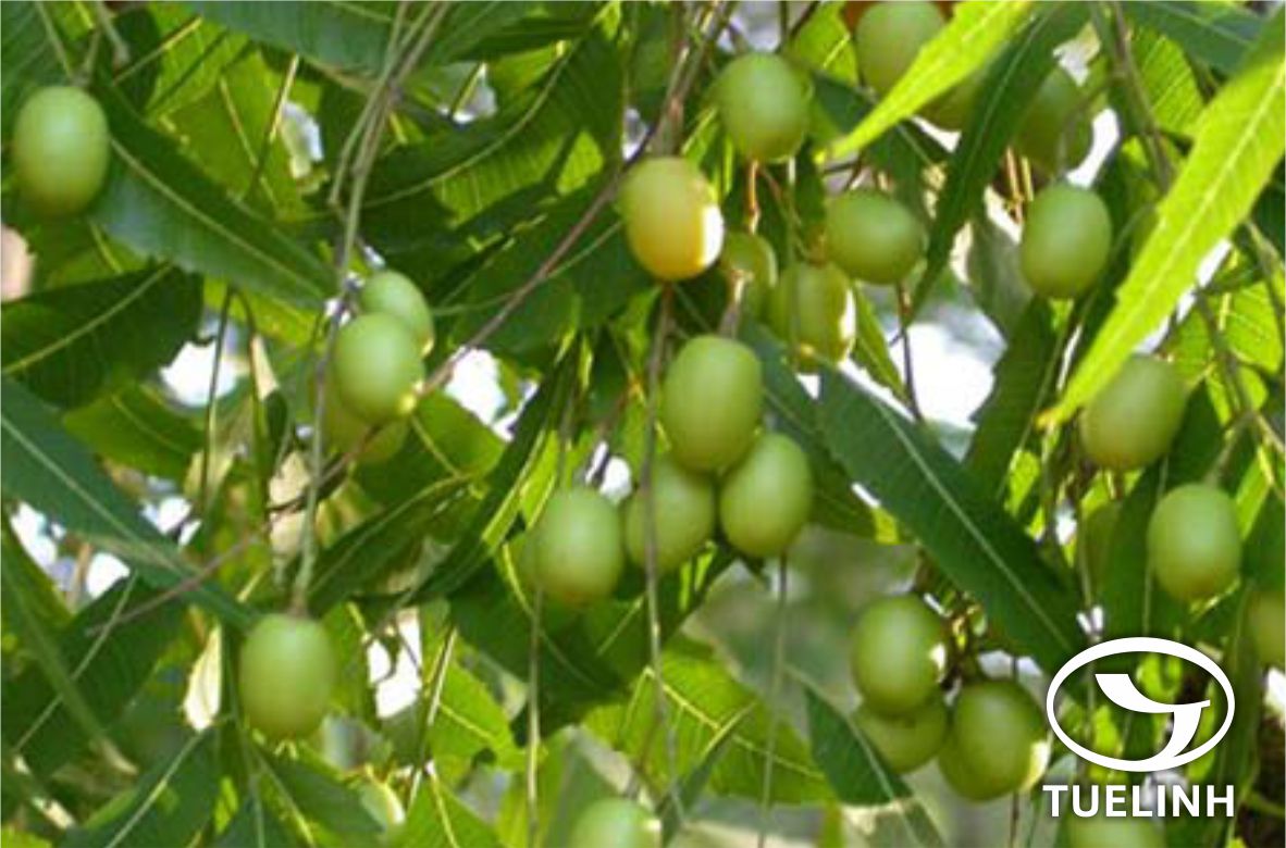 Azadirachta indica A. Juss. 1 Azadirachta indica A. Juss. 1