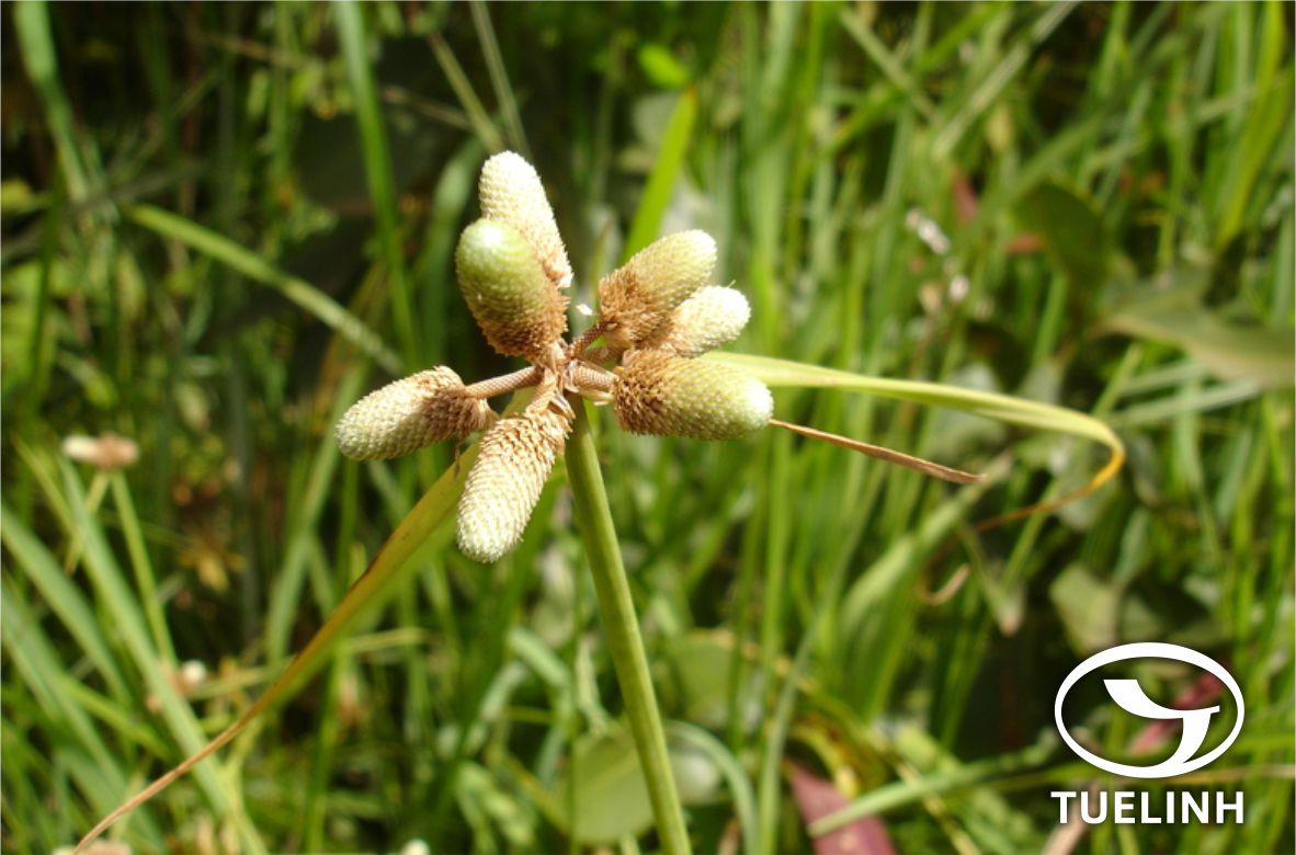Lipocarpha chinensis (Osb.) J. Kern 1