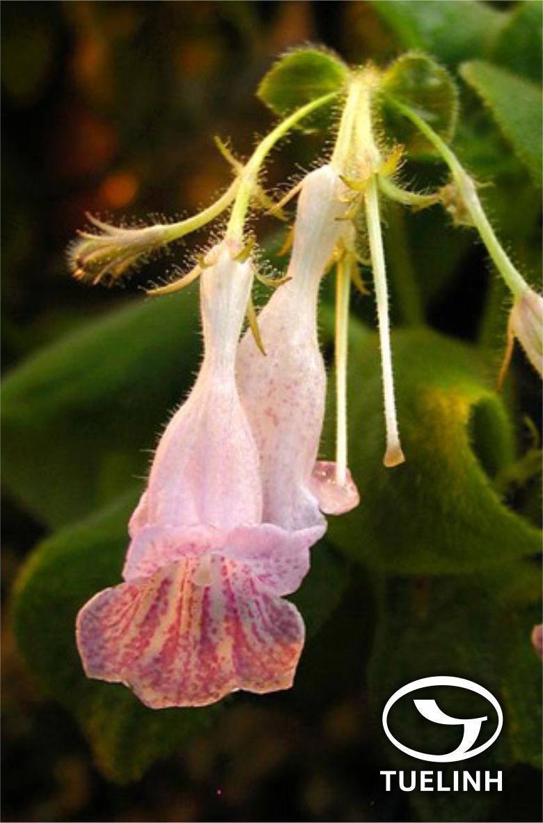 Didissandra petelotii Pell. 1