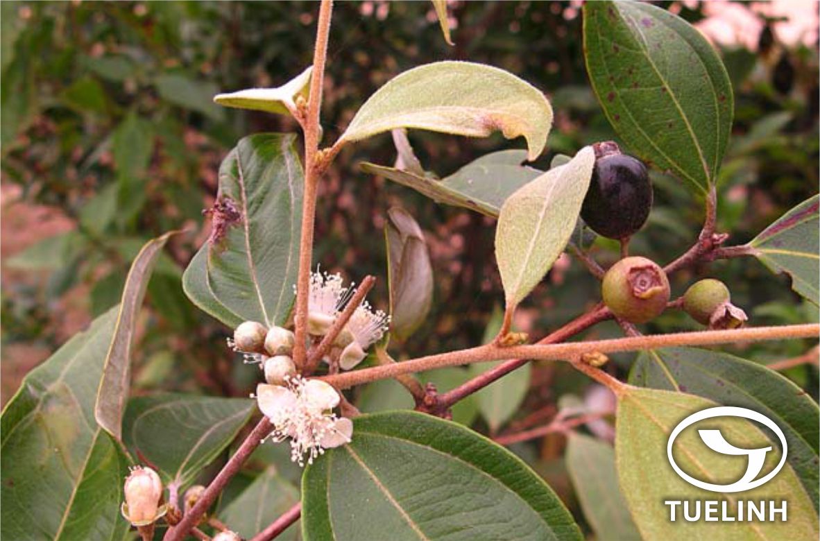 Rhodamnia dumentorum (Poir.) Merr. et Perry 1