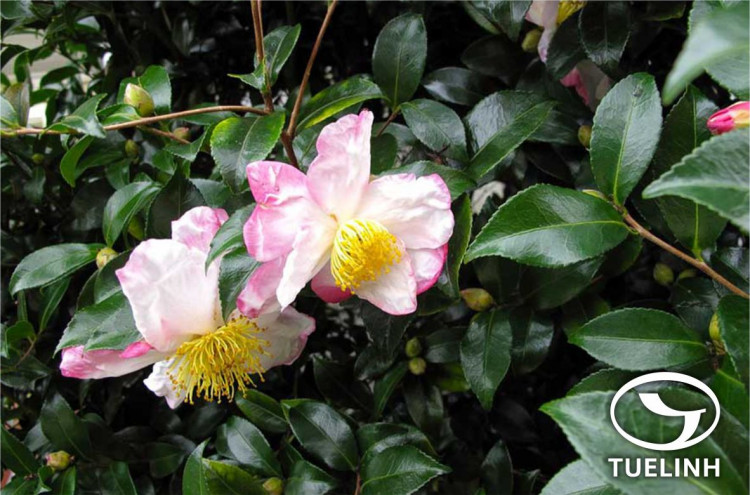 Camellia sasanqua Thunb. 1