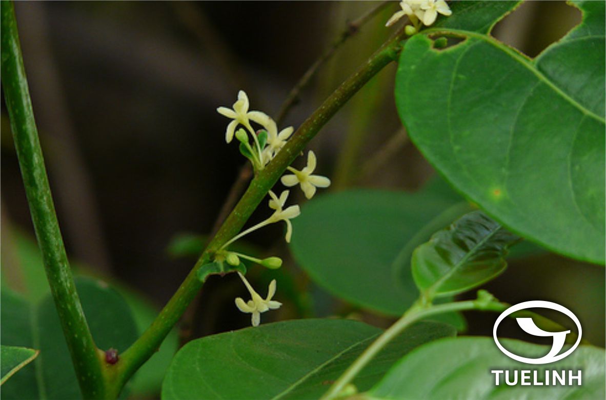 Glochidion assamicum (Muell.-Arg.) Hook.f. 1 Glochidion assamicum (Muell.-Arg.) Hook.f. 1