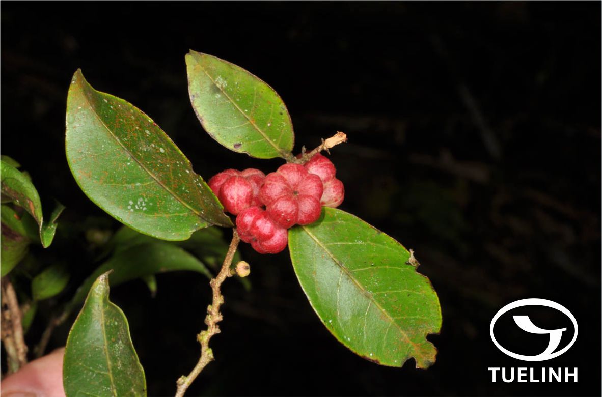 Glochidion rubrum Blume 1