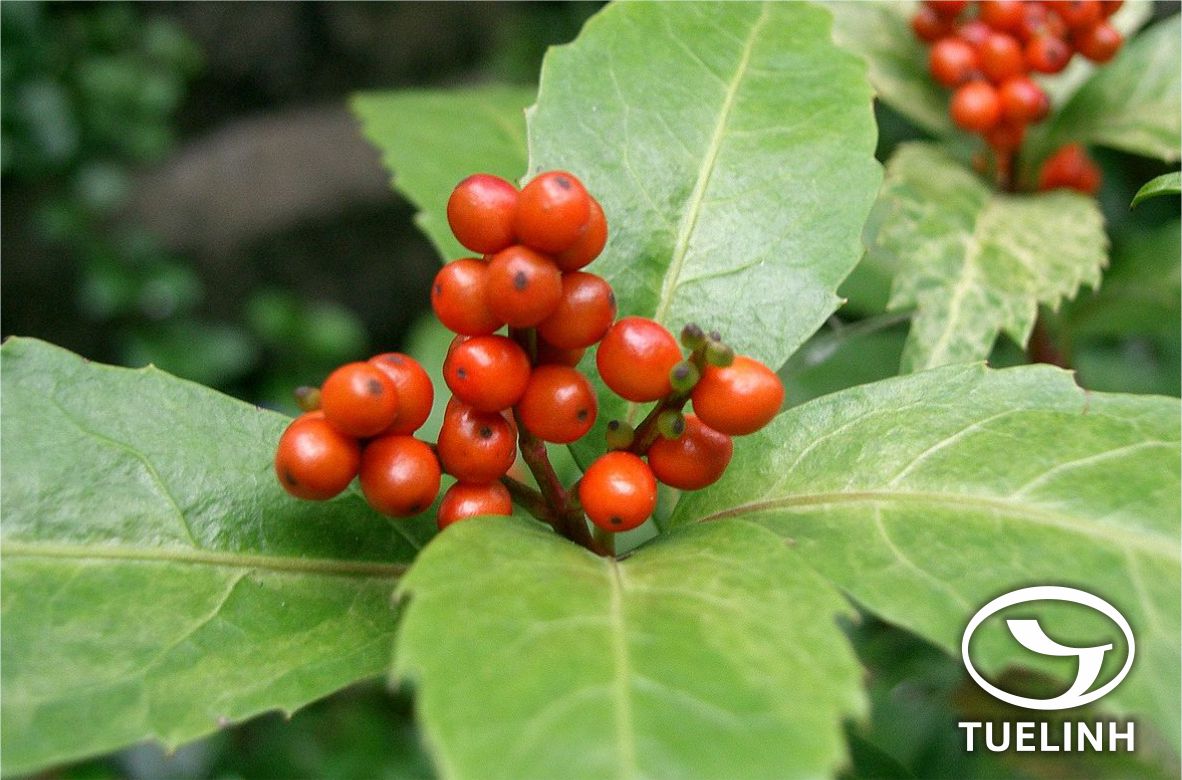 Chloranthus japonicus Sieb. 1 Chloranthus japonicus Sieb. 1