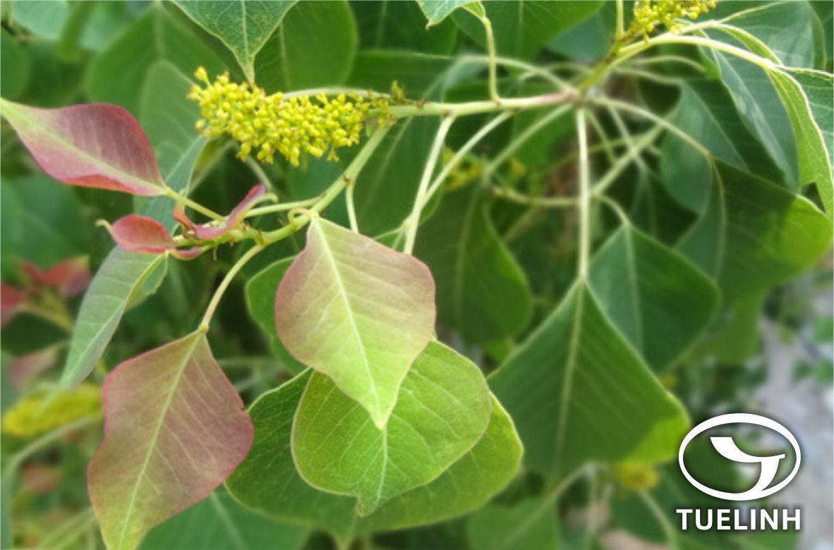 Sapium sebiferum (L.) Roxb. 1 Sapium sebiferum (L.) Roxb. 1