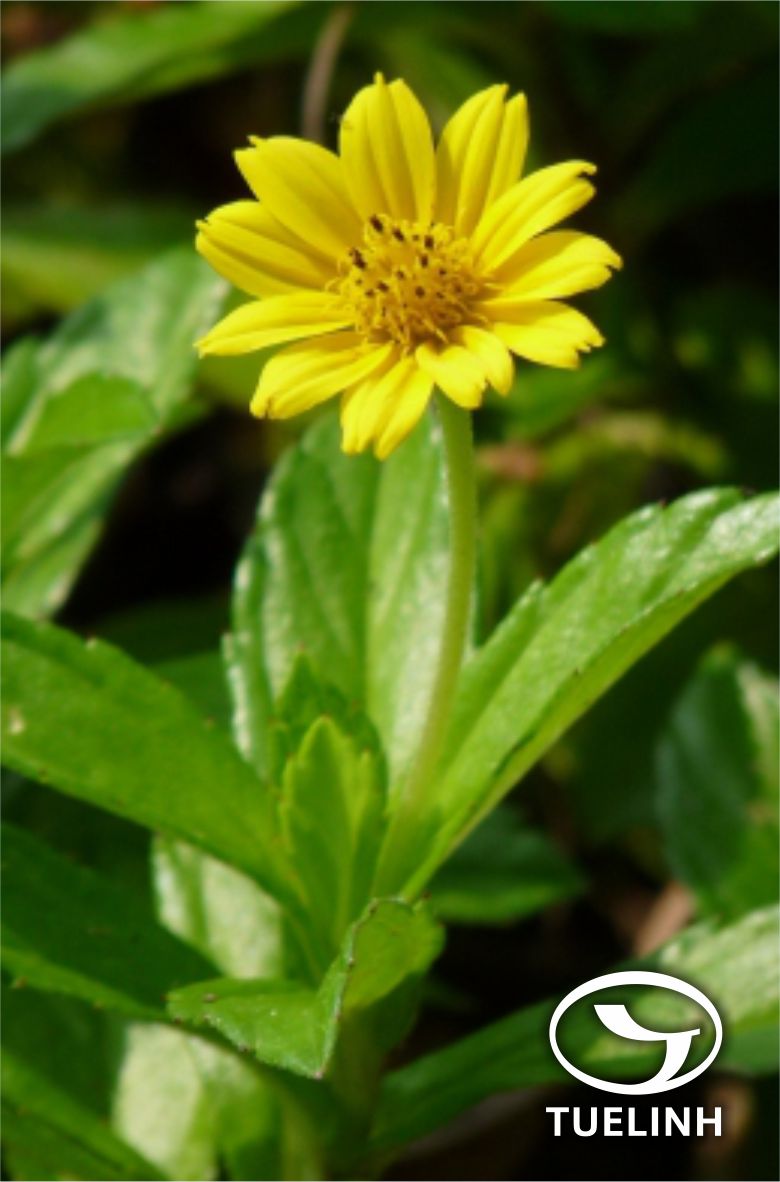 Wedelia urticaefolia (Blume) DC. ex Wight 1 Wedelia urticaefolia (Blume) DC. ex Wight 1