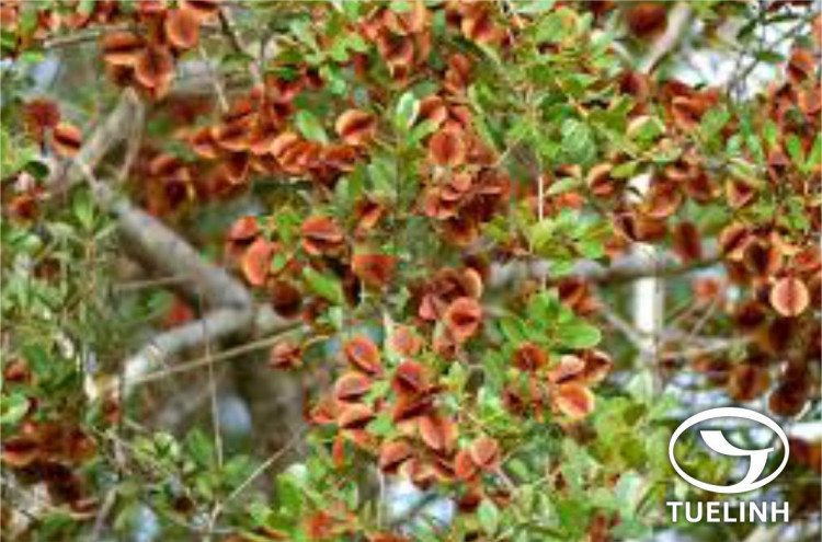 Combretum sundaicum Miq. 1 Combretum sundaicum Miq. 1