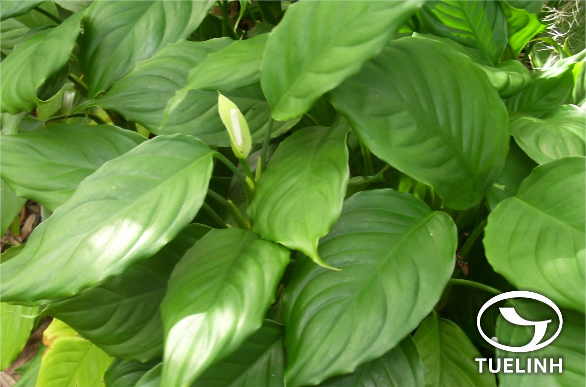 Homalomena tonkinensis Engl. 1