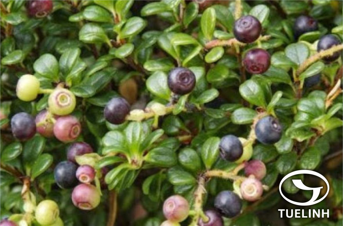 Vaccinium tonkinense Dop 1 Vaccinium tonkinense Dop 1