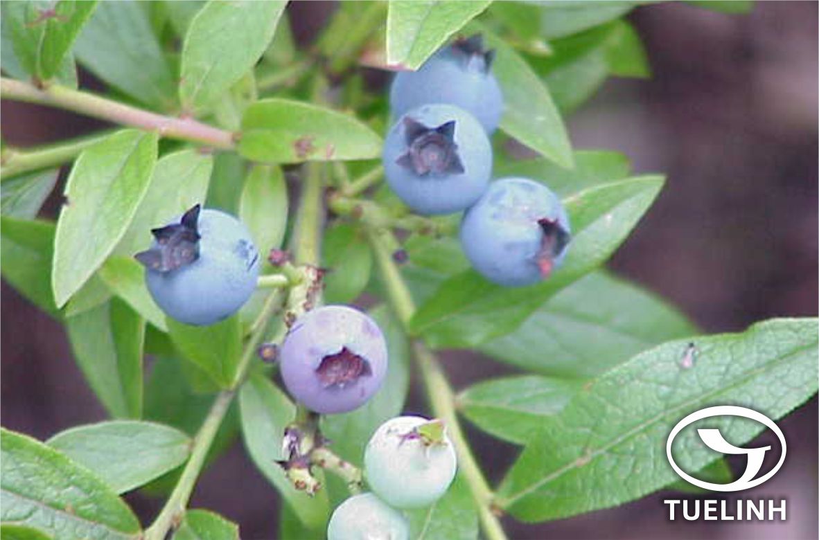 Vaccinium impressinerve C.Y. Wu 1 Vaccinium impressinerve C.Y. Wu 1