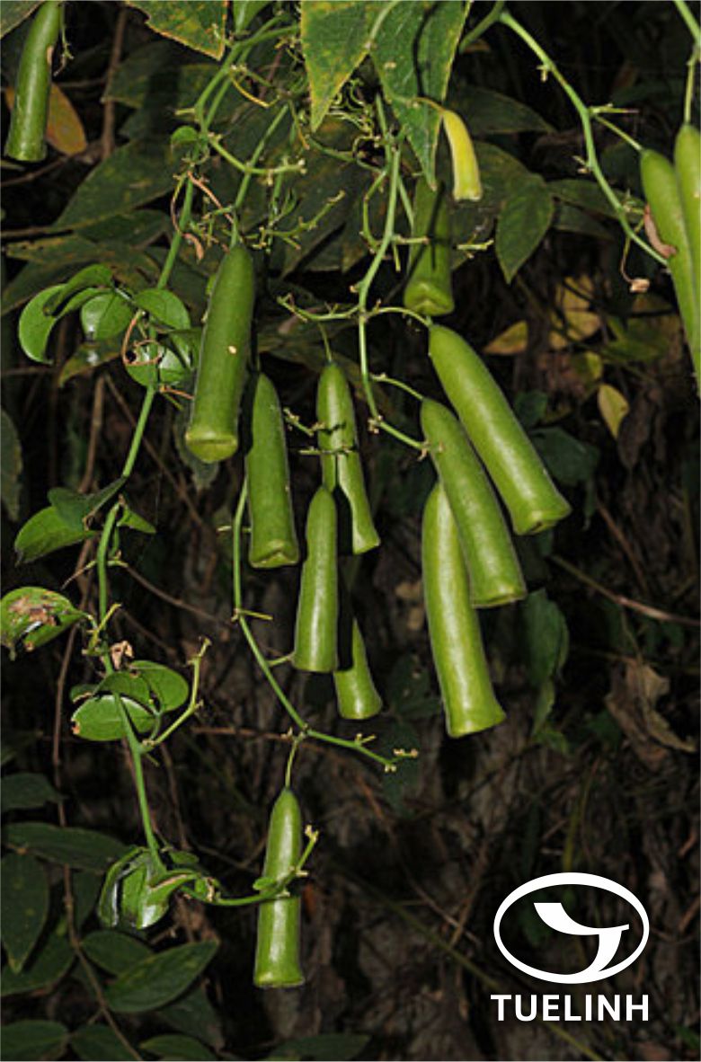 Neoalsomitra integrifoliola (Cogn.) Hutch. 1 Neoalsomitra integrifoliola (Cogn.) Hutch. 1