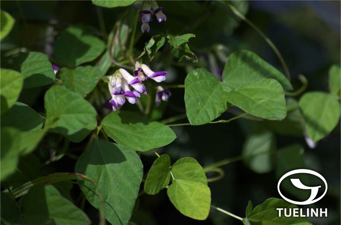 Amphicarpaea edgeworthii Benth. 1