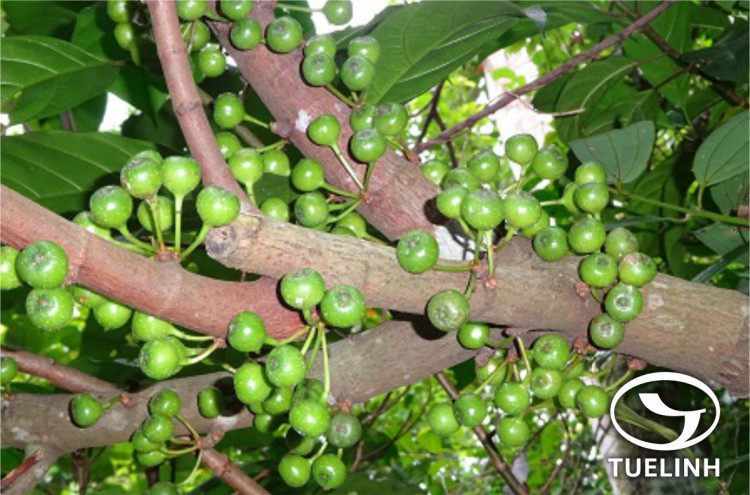 Ficus fistulosa Reinw. ex Blume 1 Ficus fistulosa Reinw. ex Blume 1