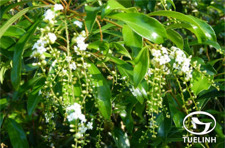 Citharexylum spinosum L. 1