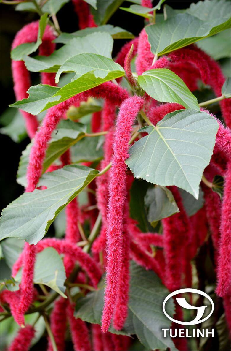 Acalypha kerrii Craib 1