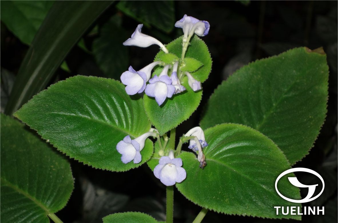 Chirita hamosa R. Br. 1