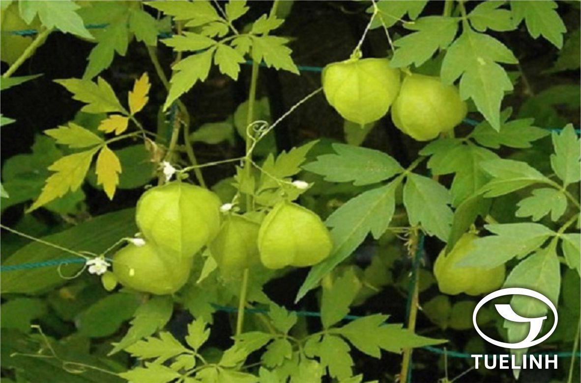 Cardiospermum halicacabum L. 1 Cardiospermum halicacabum L. 1