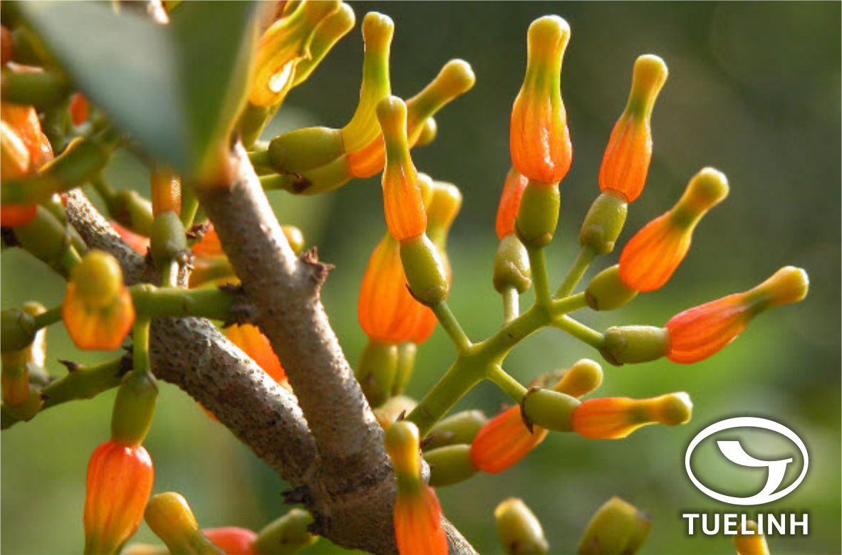 Macrosolen tricolor (Lecomte) Dans. 1