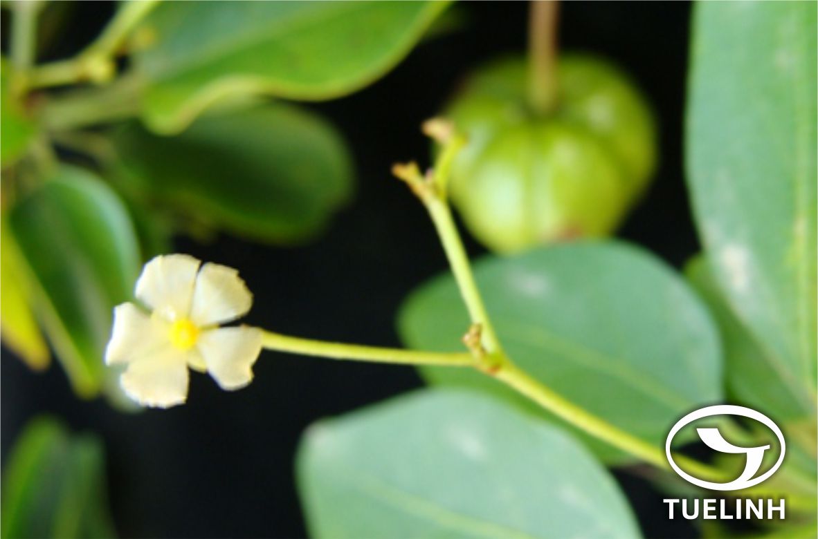 Trigonostemon rubescens Gagnep. 1 Trigonostemon rubescens Gagnep. 1