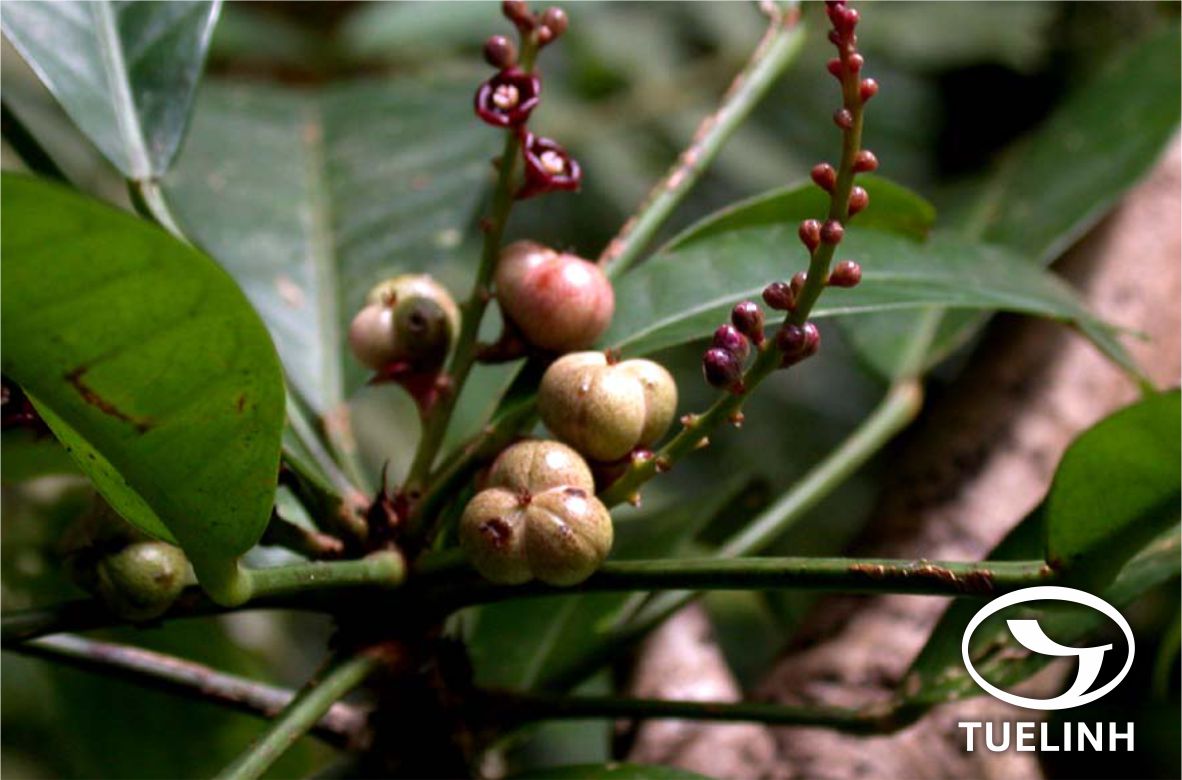 Trigonostemon quocensis Gagnep. 1