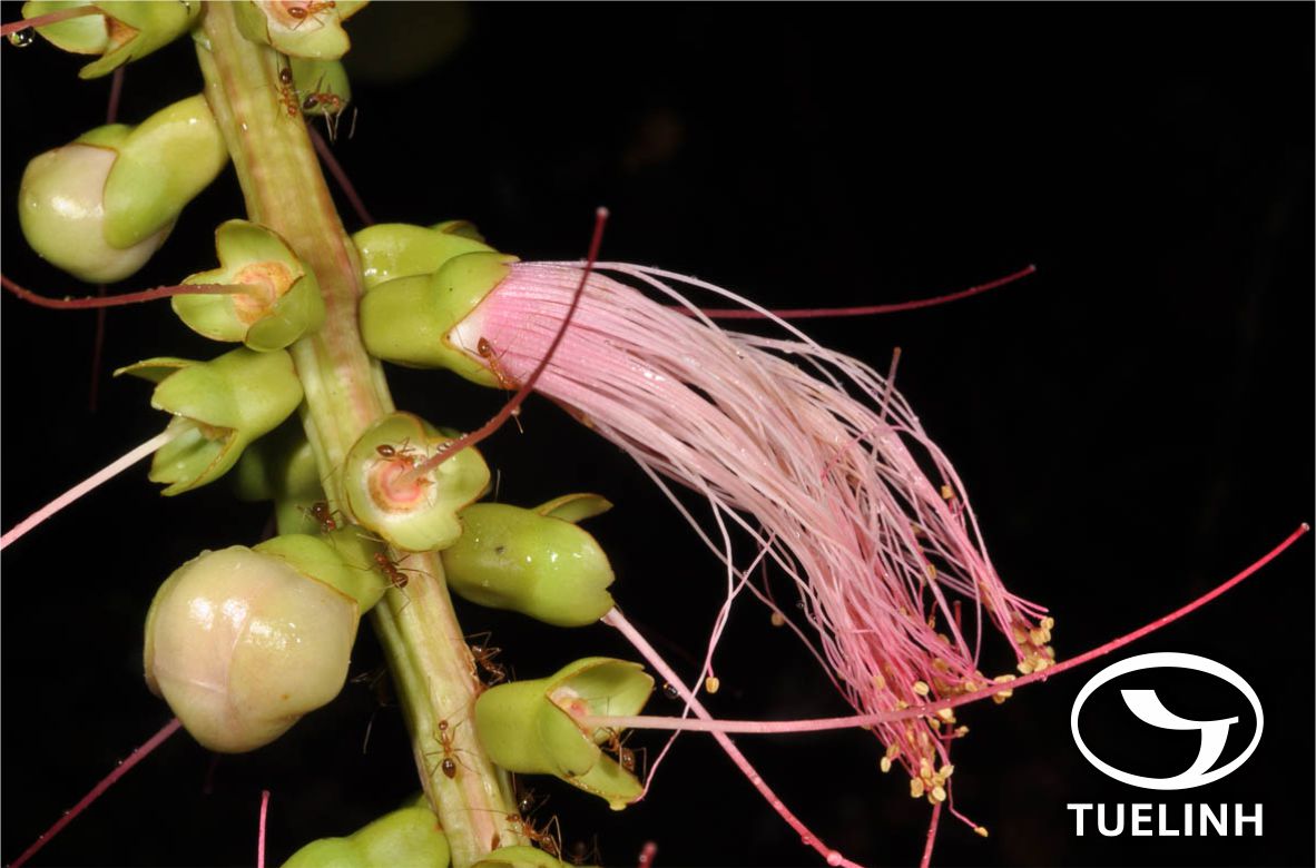 Barringtonia macrostachya (Jack) Kurz 1 Barringtonia macrostachya (Jack) Kurz 1