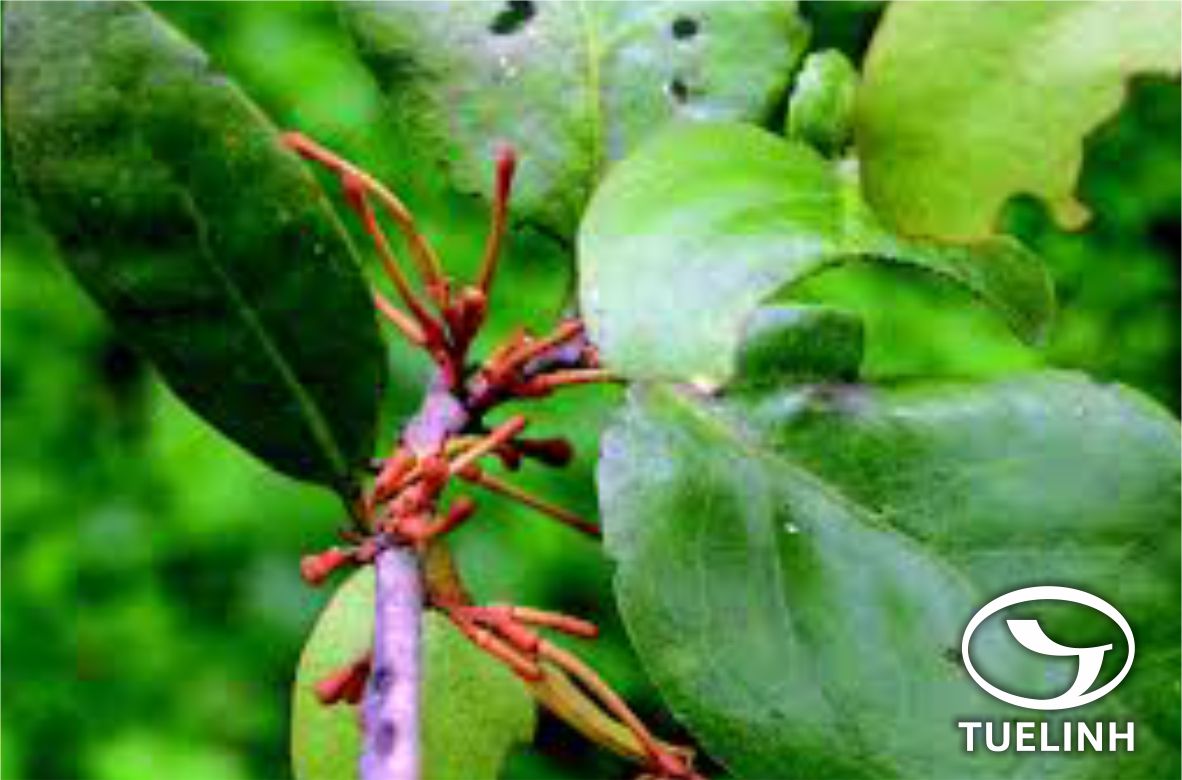 Taxillus parasitica (L.) Ban 1 Taxillus parasitica (L.) Ban 1