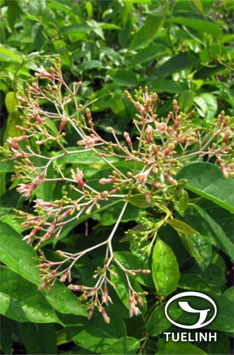 Pottsia laxiflora (Blume) Kuntze 1