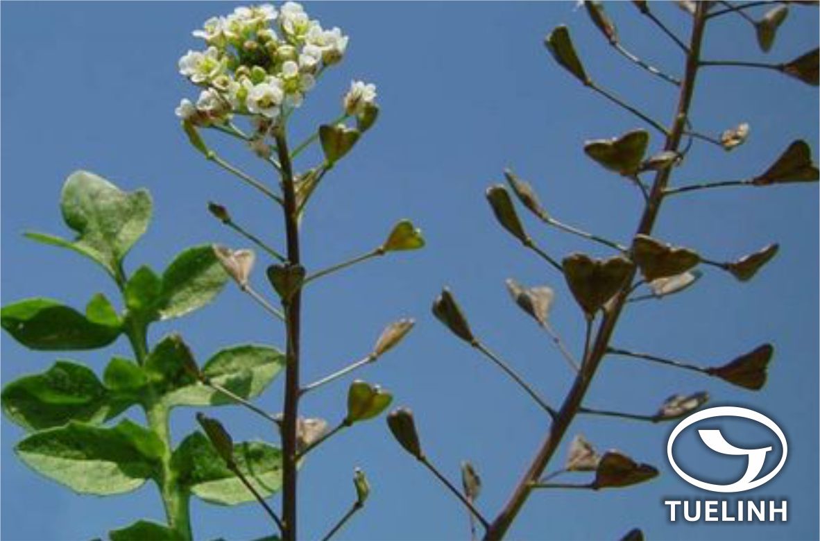 Capsella bursa – pastoris (L.) Medik. 1 Capsella bursa – pastoris (L.) Medik. 1