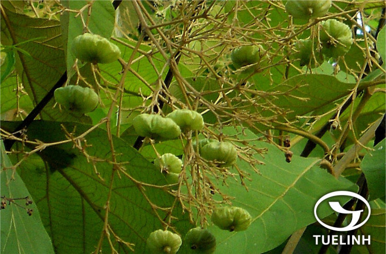 Tectona grandis L.f. 1