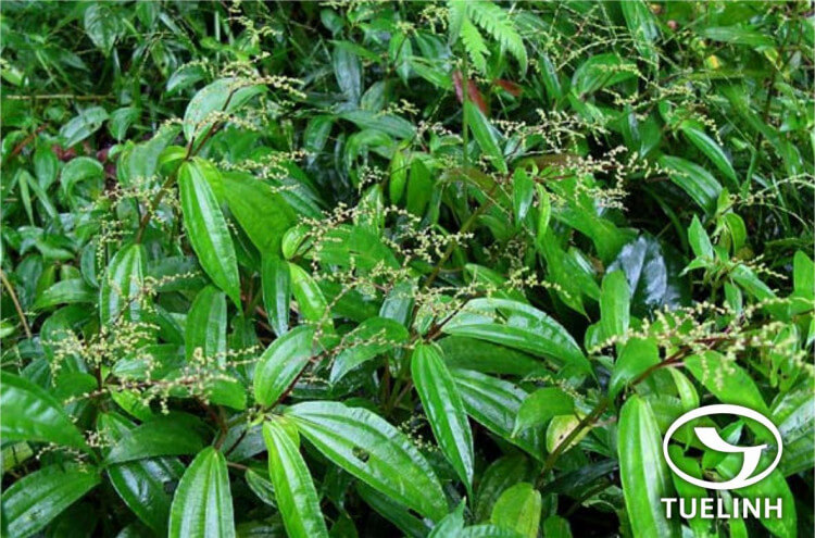 Pilea plataniflora Wight 1 Pilea plataniflora Wight 1