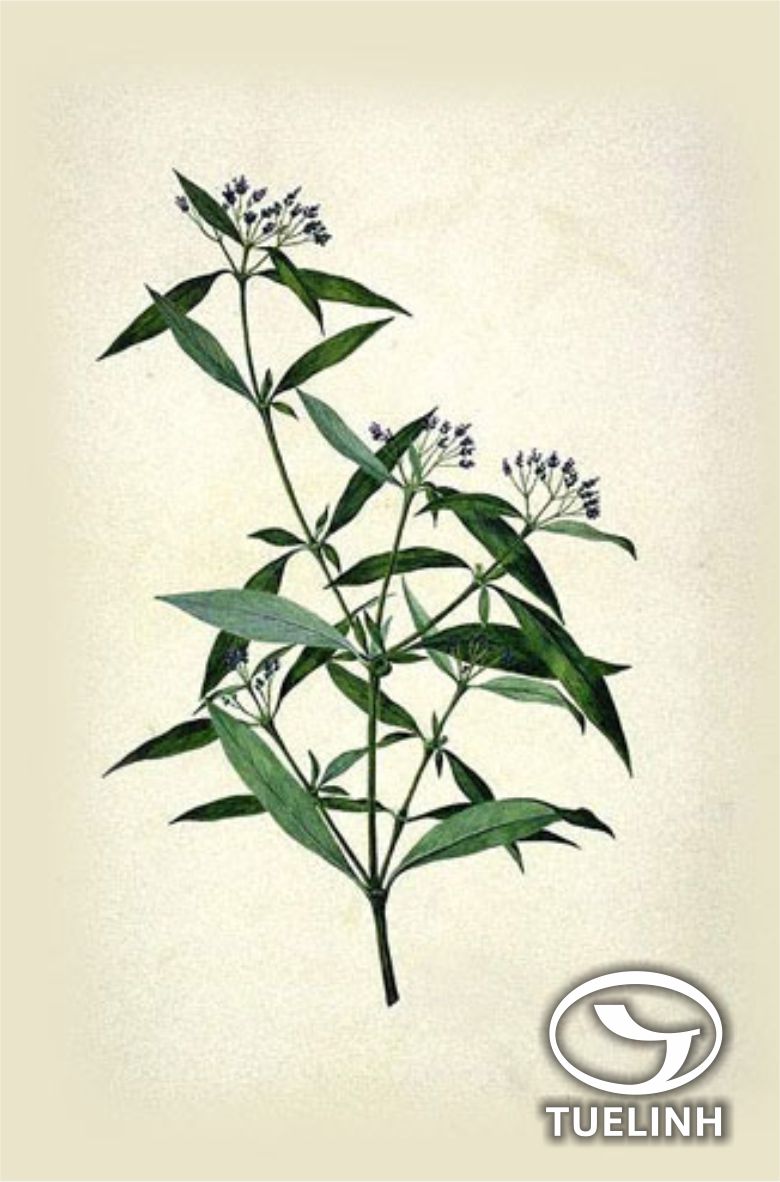 Knoxia stricta Gaertn. 1