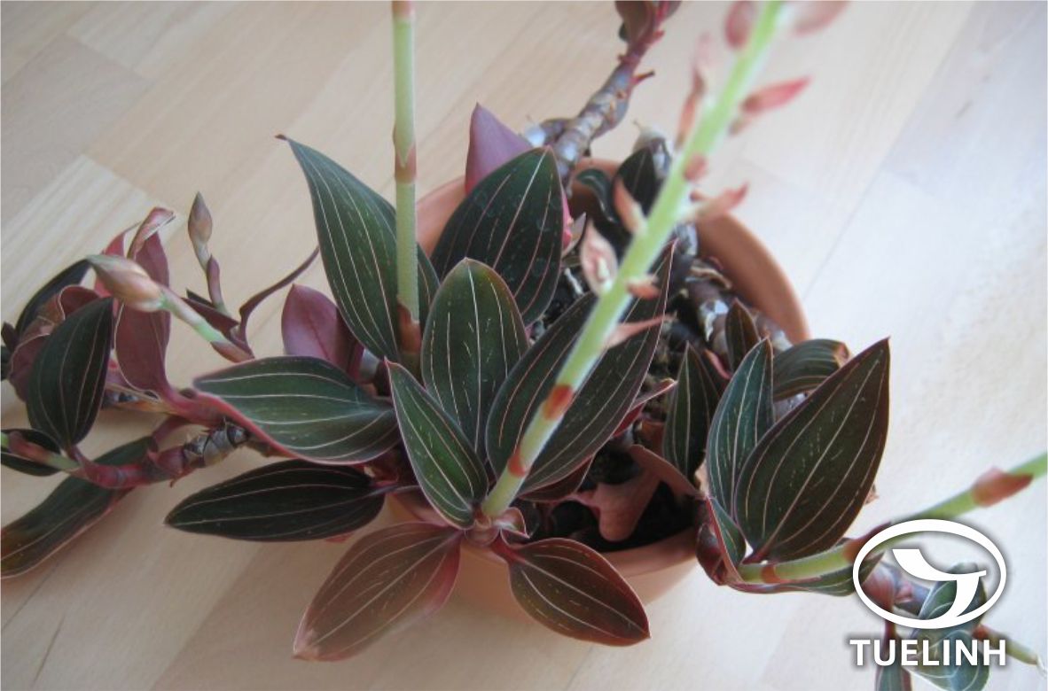 Ludisia discolor (Ker- Gawl.) A. Rich. 1