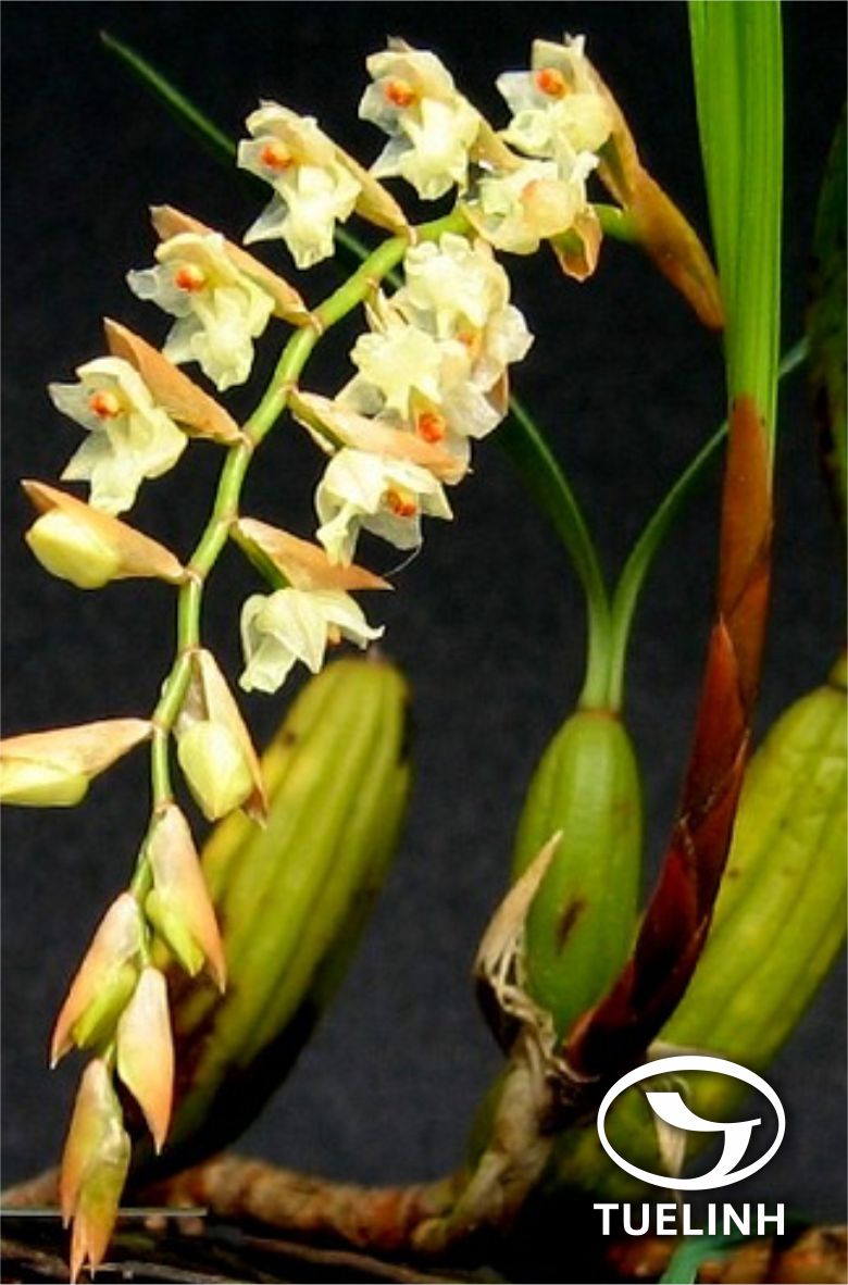 Pholidota yunnanensis Rolfe 1 Pholidota yunnanensis Rolfe 1