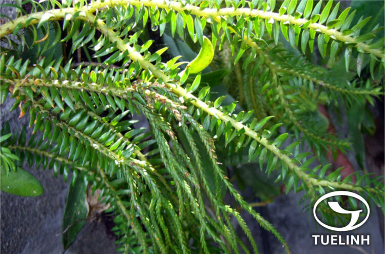 Huperzia hamiltonii (Spreng.) Trevis. 1