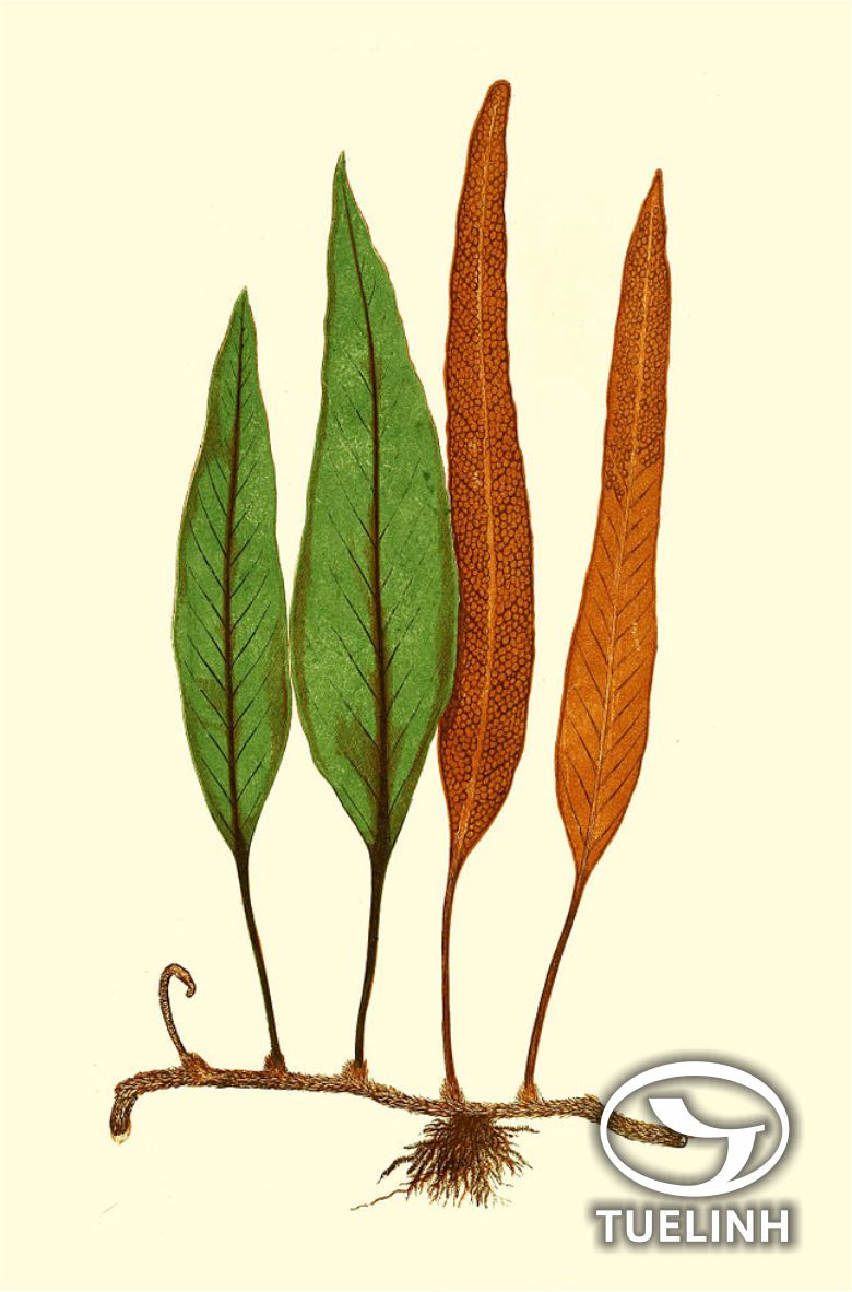 Pyrrosia lingua (Thunb.) Farw. 1