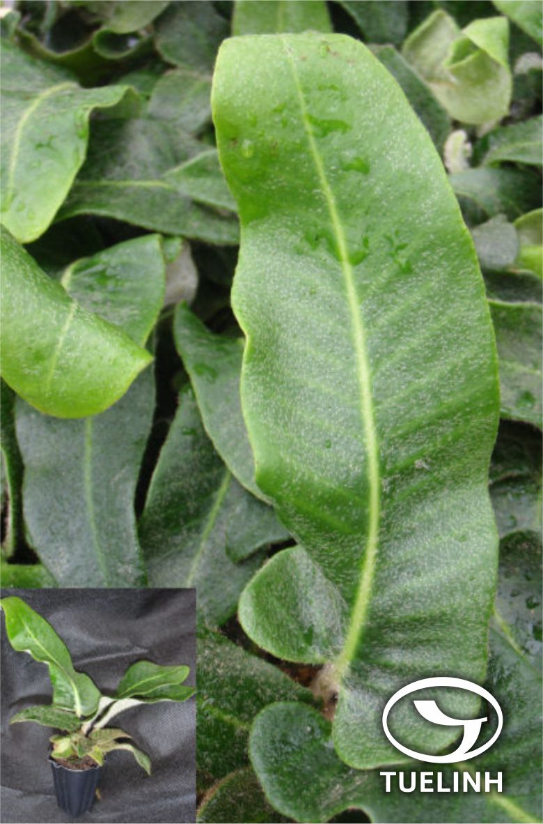 Pyrrosia sheareri (Bak.) Ching 1