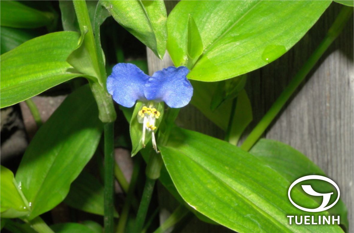 Commelina communis L. 1