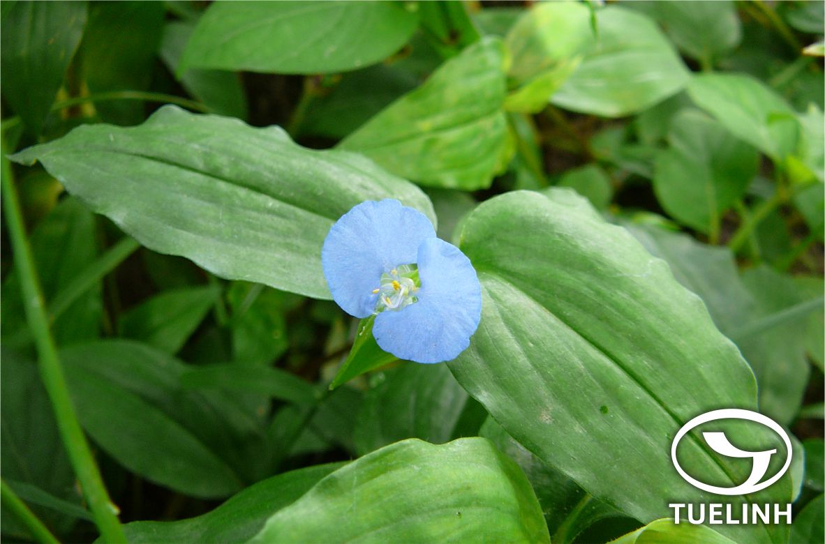 Commelina benghalensis L. 1 Commelina benghalensis L. 1