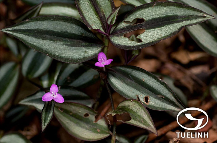 Tradescantia zebrina Hort. ex Loud. 1