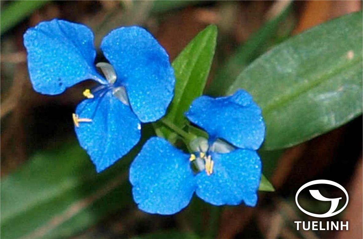Commelina diffusa Burm.f 1 Commelina diffusa Burm.f 1
