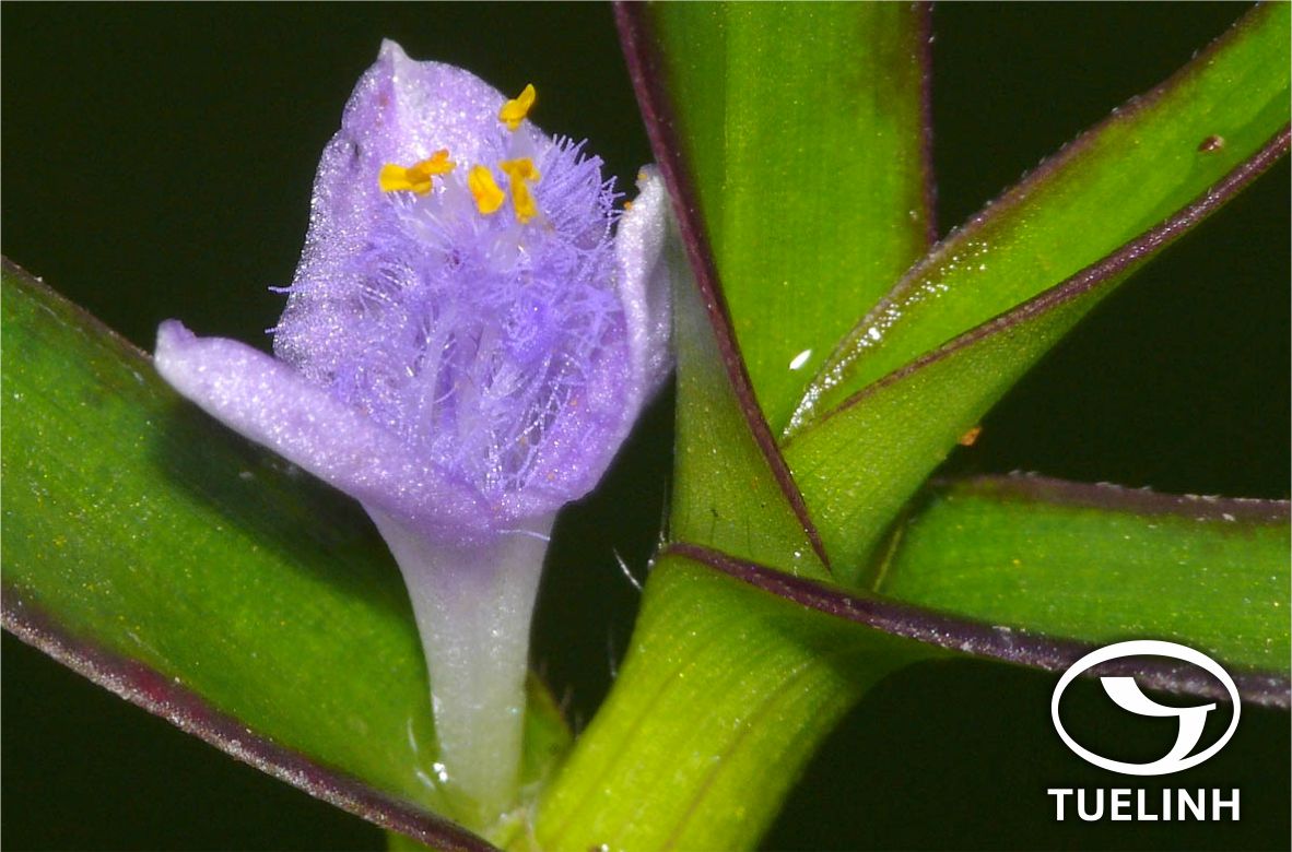 Cyanotis axillaris (L.) D.Don 1