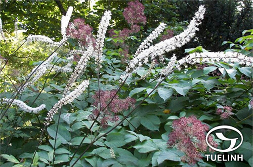 Actaea dahurica (Turcz. ex Fisch. & C.A.Mey.) Franch. 1 Actaea dahurica (Turcz. ex Fisch. & C.A.Mey.) Franch. 1