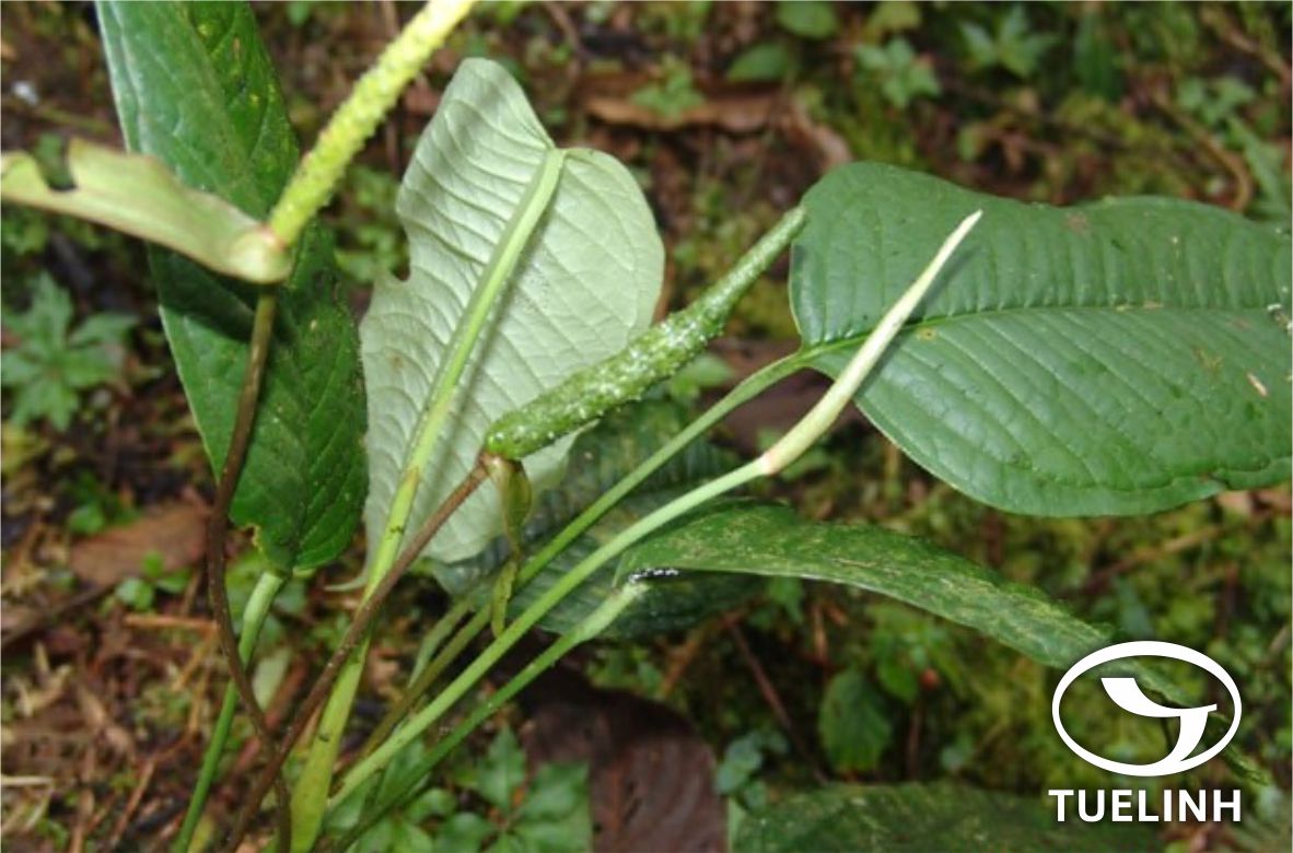 Anadendrum montanum (Blume) Schott 1