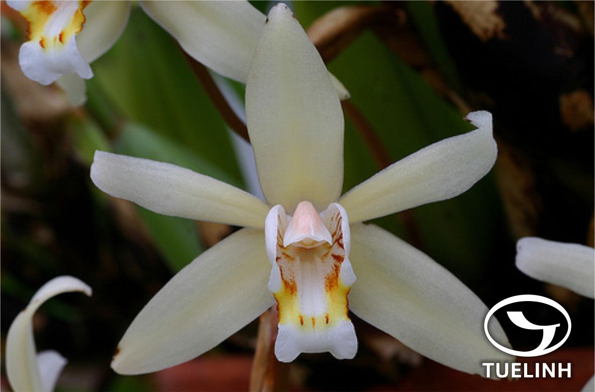 Coelogyne flaccida Lindl. 1 Coelogyne flaccida Lindl. 1