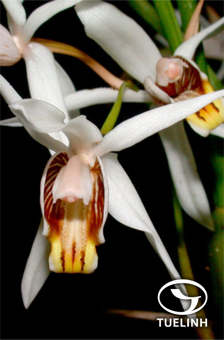 Coelogyne viscosa Rchb.f. 1