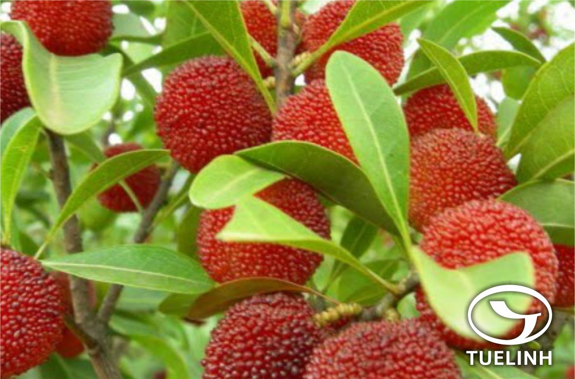 Myrica esculenta (Buch.-Hamrs ex Don) var. chevalieri (Dode) Phamh. 1 Myrica esculenta (Buch.-Hamrs ex Don) var. chevalieri (Dode) Phamh. 1