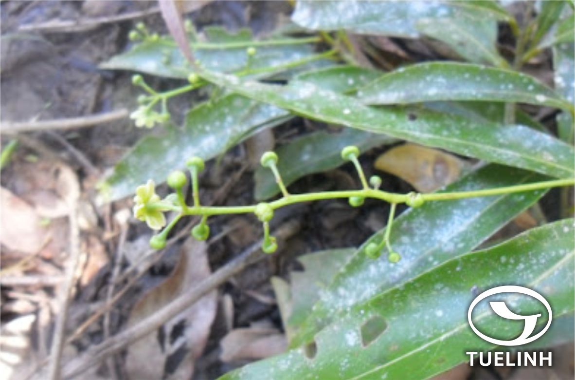 Sabia fasciculatus Lecomte ex L. Chen 1